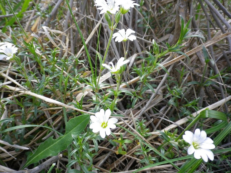 Cerastium arvense